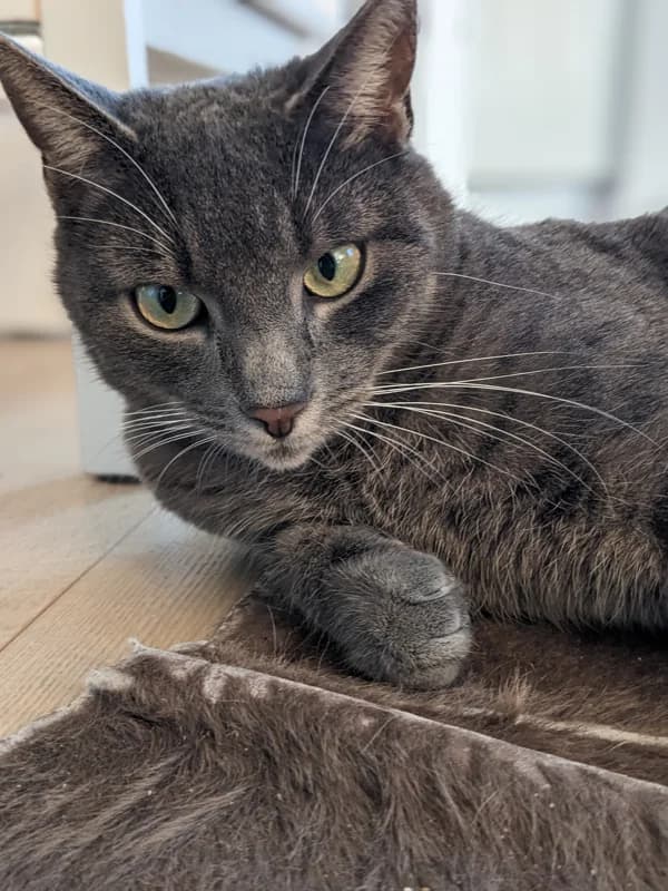 Axel