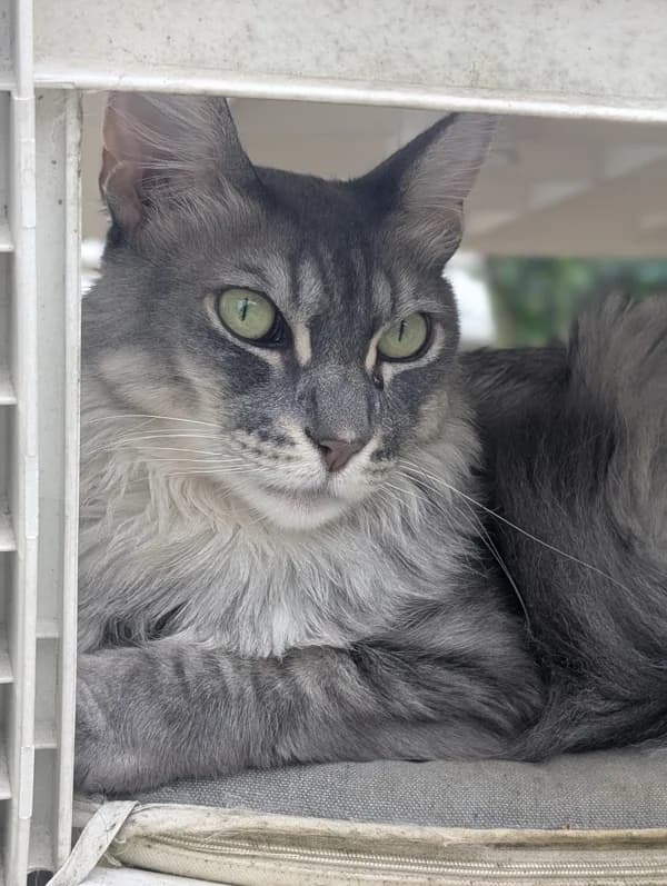 Loki