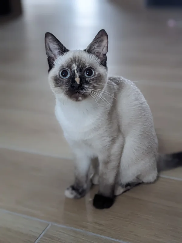 Mona