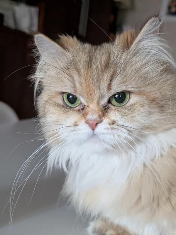 Phoebe