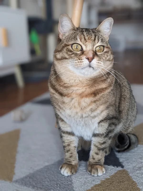 Zira