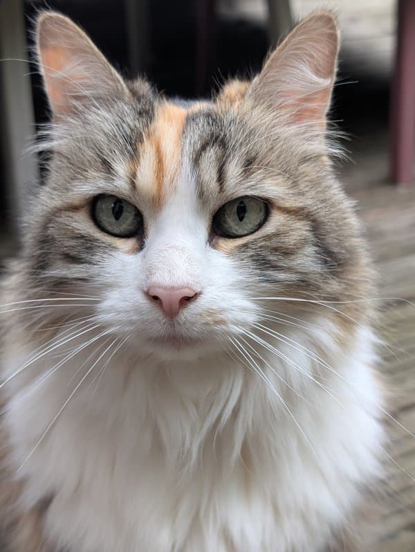 Cannelle