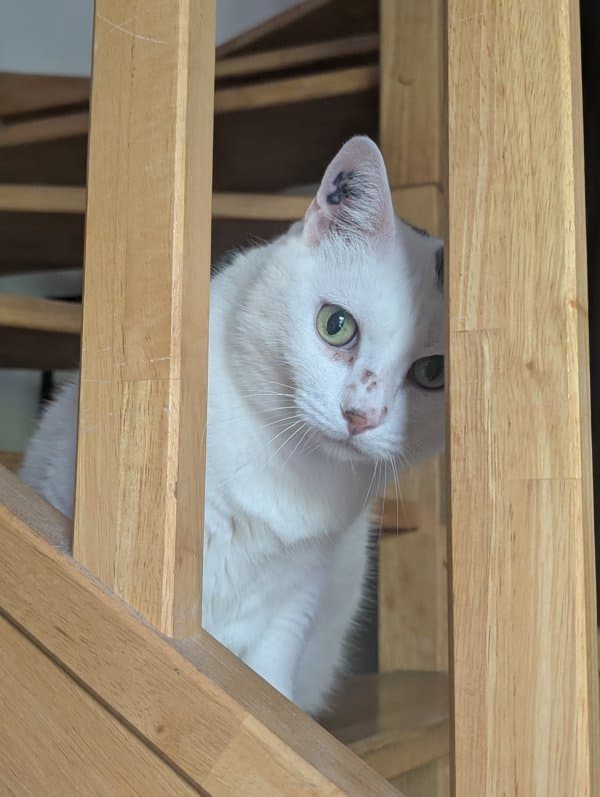 Laya