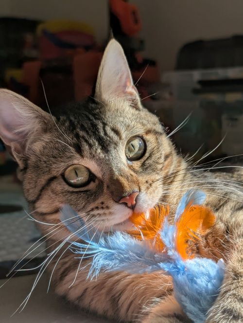 Jeu avec un chat