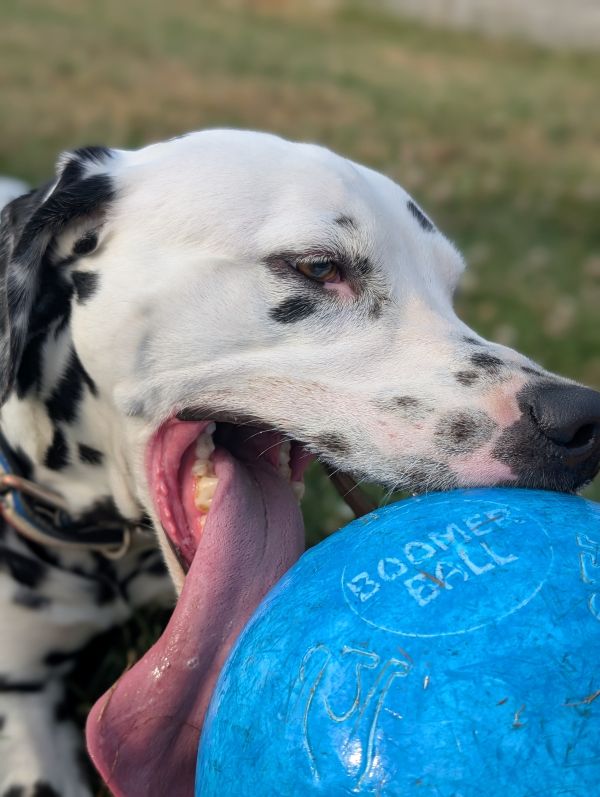 Jeu avec un chien